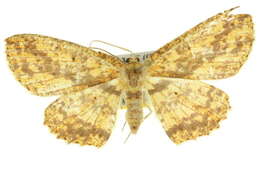 Borbacha euchrysa Lower 1894 resmi