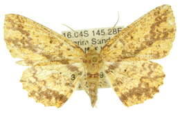 Borbacha euchrysa Lower 1894 resmi