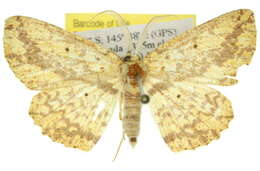 Borbacha euchrysa Lower 1894 resmi