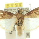 Image of Ptyobathra hypolepidota Turner 1905