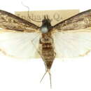 Image of <i>Faveria leucophaeella</i>
