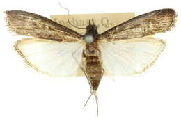 Image of <i>Faveria leucophaeella</i>