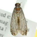 Image of <i>Faveria dasyptera</i>