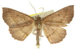 Image of <i>Idiodes pellophanes</i>