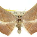 Image of <i>Planolocha iogramma</i>