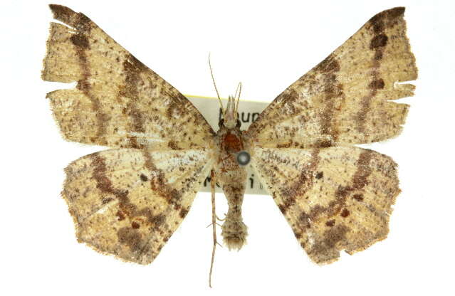 Image of Rhinodia rostraria Guenée 1858