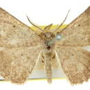 Image of Laophila spodina Meyrick 1892