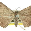 Image of Laophila odontocrossa Turner 1906