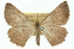 Image de <i>Laophila acasta</i>