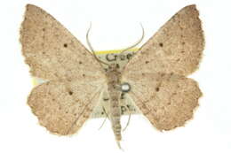 Image de <i>Laophila acasta</i>