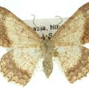 صورة <i>Luxiaria ochrophara</i>