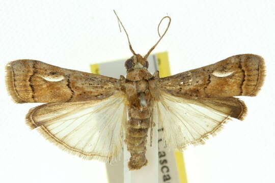 Image of Ctenomedes