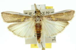 Image of Etiella scitivittalis Walker 1863