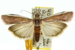 Image of Etiella scitivittalis Walker 1863