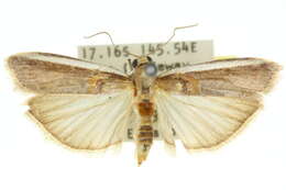 Image of Moth