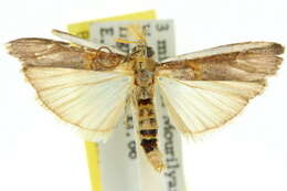 Image of Moth