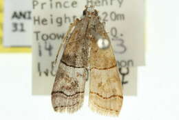 Lophothoracia omphalella Hampson 1901 resmi