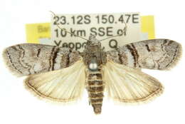 Image of Ctenomeristis subfuscella Hampson 1901