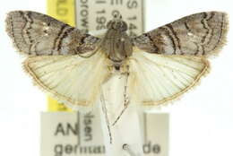 Image of Ctenomeristis subfuscella Hampson 1901