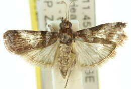 Image of <i>Conobathra hemichlaena</i>