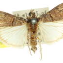 Image de <i>Acrobasis ereboscopa</i>