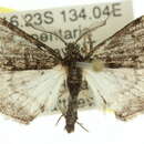 صورة Symmetroctena fumosa Warren 1895