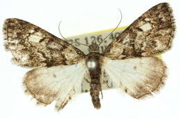 صورة Symmetroctena fumosa Warren 1895