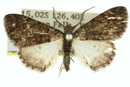 صورة Symmetroctena fumosa Warren 1895