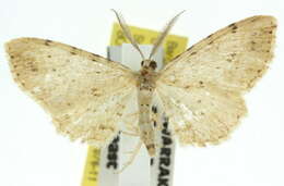 صورة Tephrosia Boisduval