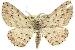 صورة <i>Tephrosia exesaria</i>