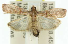 Image of Hypargyria metalliferella Ragonot 1888