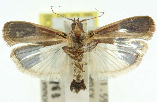 Image of Hypargyria metalliferella Ragonot 1888