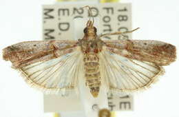 Image of Hypargyria metalliferella Ragonot 1888