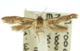 Image of Blastobasis tarda Meyrick 1902