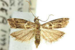 Ecbletodes psephenias Turner 1904 resmi