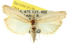 Ancylosis rufifasciella Hampson 1901 resmi