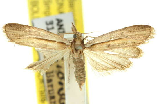 Ancylosis rufifasciella Hampson 1901 resmi