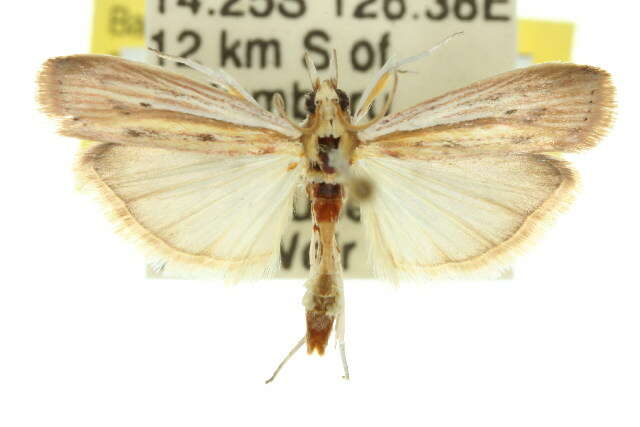 Ancylosis rufifasciella Hampson 1901 resmi