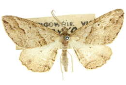 Image of Syneora fractata Walker 1862