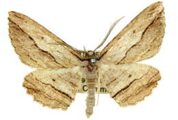 Image of Euphronarcha luxaria Guenée 1858
