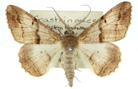 Image of Gastrinodes