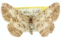 Image of <i>Psilalcis isombra</i>