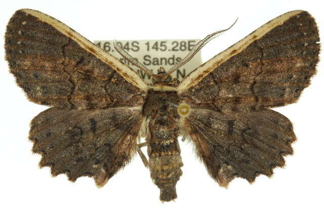 Image de Ateloptila confusa Warren 1900