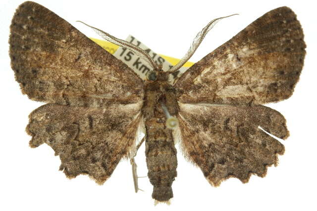 Image de Ateloptila confusa Warren 1900