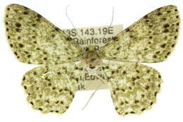 Image of Catoria delectaria Walker 1866