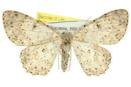 Image of Catoria hemiprosopa Turner 1904