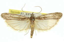 Eucampyla etheiella Meyrick 1882 resmi