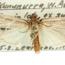 Lioprosopa rhantista Turner 1947 resmi