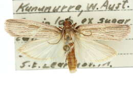 Lioprosopa rhantista Turner 1947 resmi