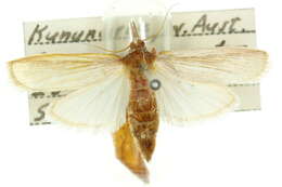 Lioprosopa rhantista Turner 1947 resmi